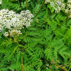 Chaerophyllum villarsii