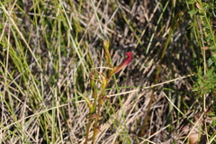 Cryptostylis hunteriana