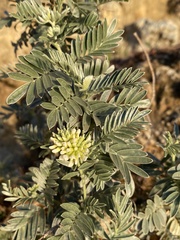 Anthyllis barba-jovis