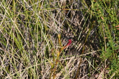 Cryptostylis hunteriana