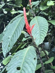Aphelandra