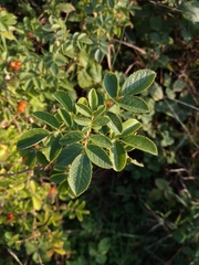 Rosa rubiginosa
