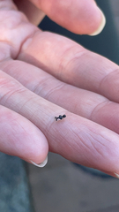 Tingidae
