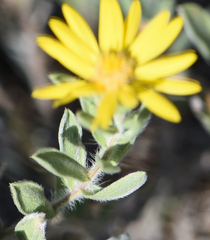 Heterotheca villosa
