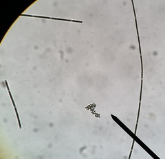 Nostocales