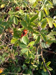 Rosa rubiginosa