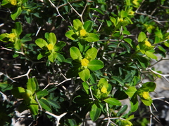 Euphorbia acanthothamnos