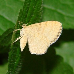 Euchoeca nebulata