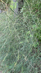 Asparagus officinalis