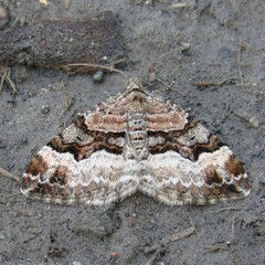 Xanthorhoe biriviata