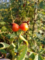 Rosa rubiginosa