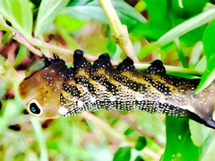 Xylophanes falco