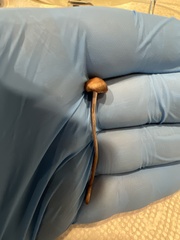 Panaeolus foenisecii