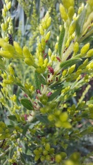 Uroleucon nigrotuberculatum