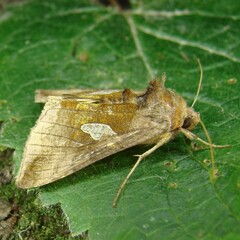 Autographa bractea