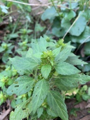 Acalypha
