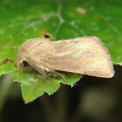 Denticucullus pygmina