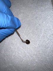 Panaeolus foenisecii