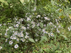 Symphyotrichum puniceum
