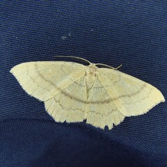 Cyclophora linearia