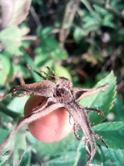 Rosa rubiginosa