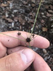 Cyperus nashii