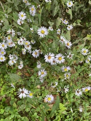 Symphyotrichum puniceum