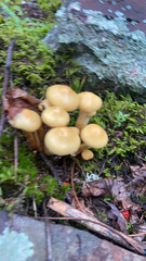 Kuehneromyces mutabilis
