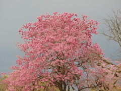 Handroanthus