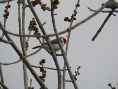 Paroaria coronata