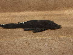 Ancistrus dolichopterus