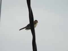 Turdus amaurochalinus