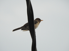 Turdus amaurochalinus