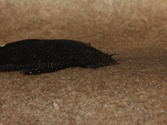 Ancistrus dolichopterus