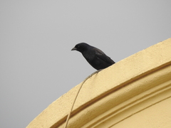 Molothrus bonariensis