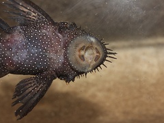 Ancistrus dolichopterus