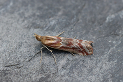 Ancylosis cinnamomella