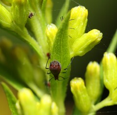 Uroleucon nigrotuberculatum