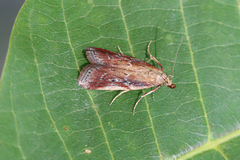 Uncinus obductella