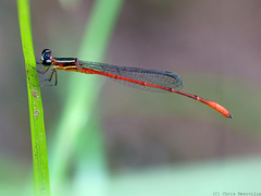 Argiocnemis rubescens