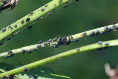 Aphis fabae