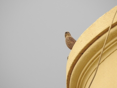 Molothrus bonariensis