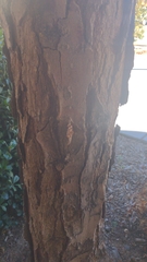 Thyridopteryx ephemeraeformis