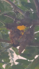 Thyridopteryx ephemeraeformis