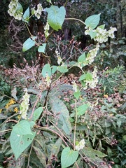 Fallopia