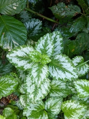 Lamium galeobdolon argentatum