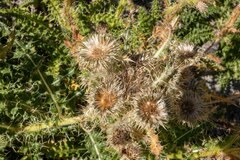 Cirsium scariosum