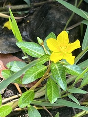 Ludwigia hexapetala