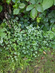 Lamium galeobdolon argentatum