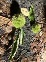 Castanea mollissima